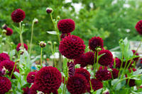 Red Flowers